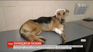 Скривджена Пальма: у Львові невідомі жорстоко познущалися з безпритульного собаки