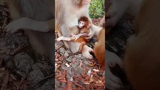 Monkeys, Baby monkey videos #BeeLeeMonkeyFans #Shorts 104