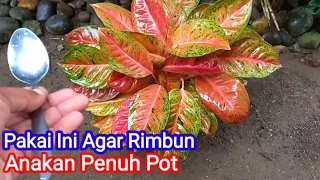 Cara Merawat Aglonema Agar Rimbun Dan Cepat Beranak