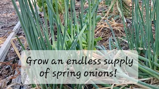 How to grow an endless supply of perennial green onions!