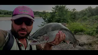 ჭოროხის კალმახი. Steelhead.