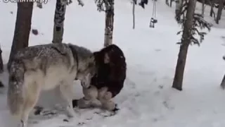 Девушка и ручной волк