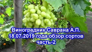 Обзор сортов винограда на 18.07.2019 - часть2