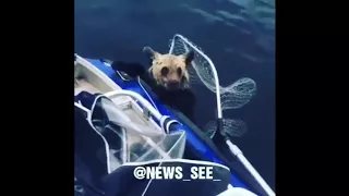 Карельские рыбаки спасли тонущего медвежонка