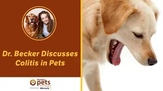 Dr. Becker Discusses Colitis in Pets
