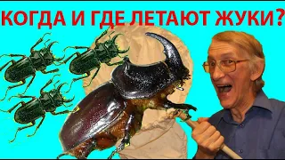 Как Найти Жуков Носорогов, Рогачиков, Дупляков, Щелкунов  в Киеве? Scarabaeidae Lucanidae Elateridae