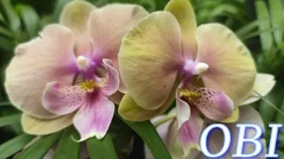 №746/СВЕЖАЯ поставка КРАСИВЫХ орхидей в OBI