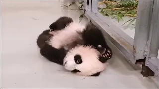 Кто это Такой красивый? Московский зОопарк🐼😍🔥🥰 Baby Panda Moscow zoo🐼😍🔥🥰