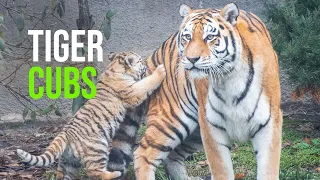 Cleveland Metroparks Zoo’s Amur Tiger Cubs Make Public Debut