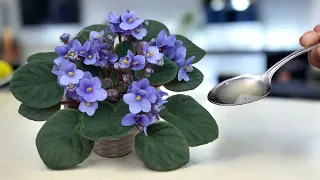 👍🔥 It's time! Give this to your violets now and they will bloom all year round