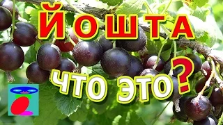 Йошта. Описание, посадка и уход.