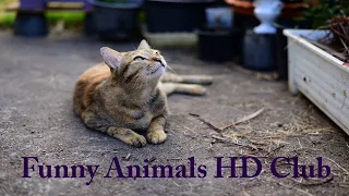 FUNNY CATS & DOGS 🐱🐶 FUNNY ANIMALS 🦜🐒🦁🐼🐯 NEW FUNNY VIDEOS 📽 #57