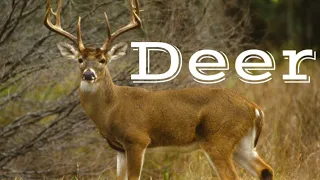 Interesting Facts About Deer