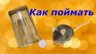 Как поймать мышь. Самый простой способ!!