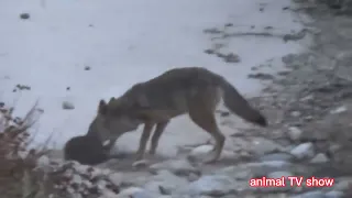 Coyote attacks cats on the street, pitbulls attack cats, cats are so pitiful ,coyote kills cats