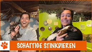 WAAROM STINKT EEN STINKDIER? | DierenpraatTV