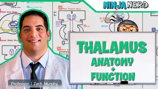 Neurology | Thalamus Anatomy & Function