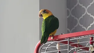 Beautiful White Bellied Caique