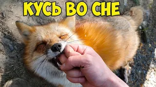 Ли Сяо / Alice the Fox Лиса Алиса (Лиса спит, но не перестает при этом кусаться)