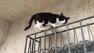 I Found This Cat Climbing On An Apartment Window, I Think It Ran Away From Stray Dogs.