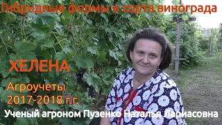 Виноград Хелена- ультраранний, с мускатом, участок Пузенко Натальи Лариасовны