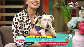 Patitas S.O.S: Hoy nos sumamos a la campaña de adopción