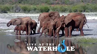 Celebrate Earth Day - Live At The Waterhole