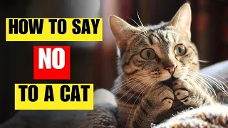 How to tell your cat NOT to do something | Discouraging undesired behaviour