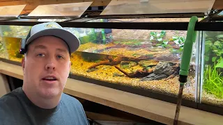 How I take care of the Big Fish Room - Fish Room Update Ep. 135