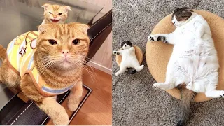 OMG So Cute Cats ♥ Best Funny Cat Videos 2021 #5