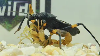 Assassin bug vs East Asian scorpion,Battle of two poisonous insects,Who can win?猎蝽vs东亚钳蝎