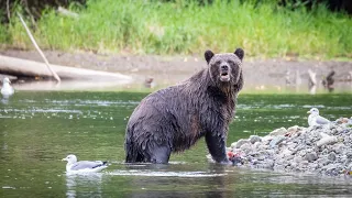 Bella Coola Grizzly Bear photographic Safari