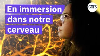 Notre cerveau en super résolution | Reportage CNRS