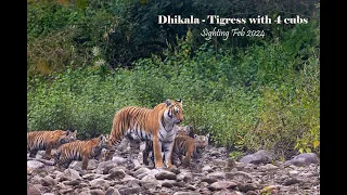 Dhikala Paarwali with four cubs - Feb 2024