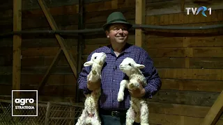 Fermierul Nicu Crăciun a început să crească oi din rasa Assaf