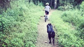 MTB trail running dog Fluffy mountain biking with family on Cannondale Cujo Neo Ebikes