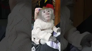 Рина, Маша, Мотя- у мамы на работе🤭🐒😉(‼️"эксплуатация "‼️ обезьян😜)