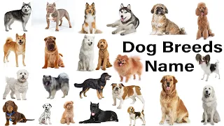 Dog Vocabulary / Dogs Breeds Names In English With Pictures / Popular Dogs / Kids Educational Topic