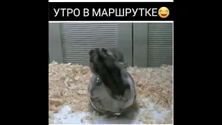 Утро в маршрутке. Смешные видео