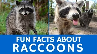 Interesting Facts about Raccoons – Cute Animal Video for School Learning