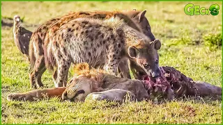 25 Tragic Endings Of Animals When Choosing The Wrong Opponent | Animal Fight