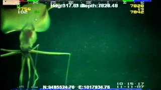 Bigfin Squid