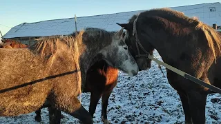 жеребец делает вещи