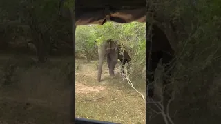 Lonely Elephant trying to attack safari jeep in Kumana Sri Lanka
