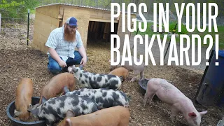 What You Need To Raise Pigs!