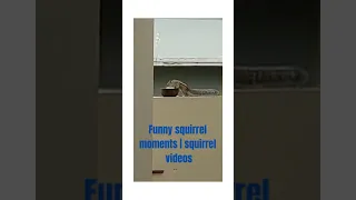 Funny squirrel moments | squirrel videos #shorts