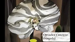 Орхидея  СИНГОЛО(Singolo) //  Домашнее цветение