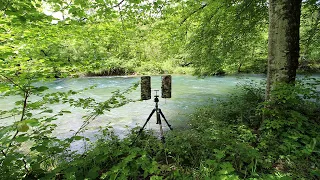 River Flowing in Green Forest, Ambience in Spring