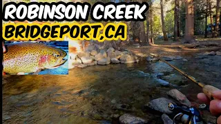 Fish After Fish | Robinson Creek | Bridgeport,CA | Eastern Sierra Opener