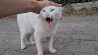 Angry White Cat who goes Crazy and Attacks everyone when other cats come near her.